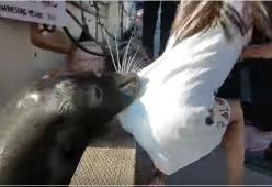 Video: leone marino trascina bambina in acqua. Attimi di panico al molo