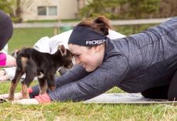 Ecco il ‘goat yoga’: l’ultima novità della pet therapy
