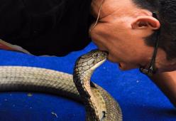 Thailandia: uomo sposa un cobra, "È la reincarnazione della mia ragazza"!
