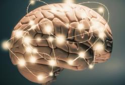 Il cervello degli adolescenti? Piccolo ma denso di materia grigia