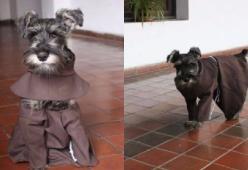 In un Monastero boliviano hanno adottato un cane e lo hanno fatto frate