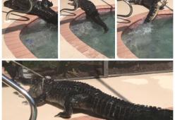 Florida: nella piscina c'è un alligatore di 2 metri! Il video

 

