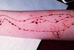White Whale: ecco la risposta "positiva" a Blue Whale
