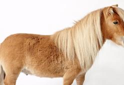 Violenta un pony: per lui 1700 dollari di multa e 2 anni di libertà vigilata