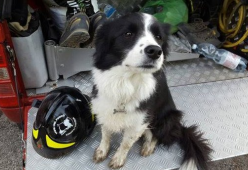 Addio a Camilla, il cane eroe di Amatrice
