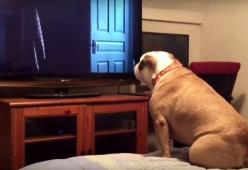 Video: bulldog guarda un film horror e reagisce come noi!