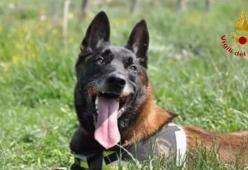 Addio a Navar, il cane dei Vigili del Fuoco intervenuto anche nel disastro-Concordia