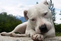 "Salvate il mio cane dogo, la Danimarca vuole ucciderlo": l'incredibile storia di uno chef italiano