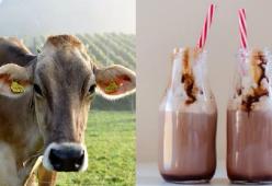 Sondaggio shock: “Secondo gli americani il latte al cioccolato viene dalle mucche marroni”
