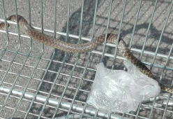 Milano: serpente nel carrello del supermercato