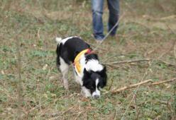 Dacia, Karma e Naja la squadra di cani che salva i lupi dalle trappole 