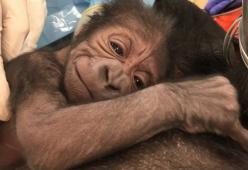 Video: è nato il piccolo e dolcissimo gorilla di Kira, la cui specie è a rischio estinzione