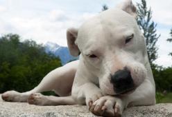Iceberg è salva! La Danimarca rilascia la cagnolina sequestrata che doveva essere soppressa: tornerà in Italia