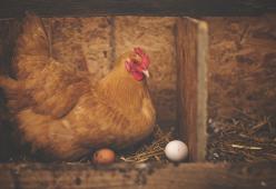 È nato prima l’uovo o la gallina? Ecco la spiegazione scientifica