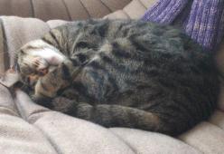 Cinque luoghi comuni da sfatare sui gatti