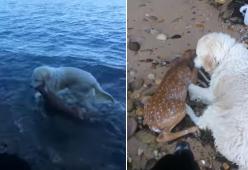 Video: cane eroe salva un cerbiatto in mare