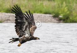 Ecco il video del volo dell'aquila che ha emozionato il mondo