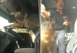 Ecco il video di Gimbo, il cane antidroga che avverte gli agenti... suonando il clacson