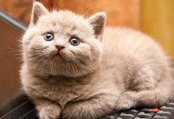Attacco a Barcellona e Cambrils: ecco perché le persone stanno condividendo foto di gatti