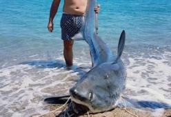 Crotone, va a pesca e prende uno squalo da 200 kg