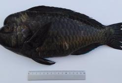 Sicilia: scoperto un pesce mai visto prima nei nostri mari