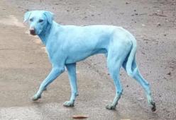 Cani blu a Mumbai: lo strano fenomeno colpa dei rifiuti tossici