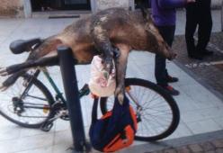 In bici con un cinghiale morto, denunciato per “detenzione di fauna selvatica”