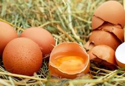 Uova contaminate, arriva il marchio "Fipronil free" sui prodotti italiani