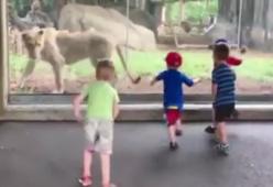 Video: la leonessa gioca coi bambini e loro urlano come matti