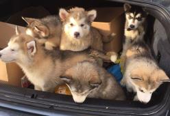 Cuccioli di husky chiusi nel bagagliaio, a salvarli ci pensa la Polizia