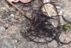Misteriosa creatura “aliena” ritrovata in Taiwan, il video