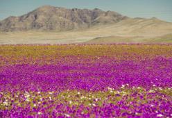 Il meraviglioso deserto fiorito di Atacama