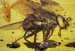 Scoperta mosca di 17 milioni di anni fa: si è conservata nell’ambra