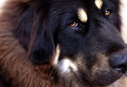 Sentenza choc nell'Oregon: "Vengano tagliate le corde vocali di due cani perché disturbano i vicini"