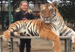 Animali drogati per fare selfie con i visitatori, critiche degli animalisti