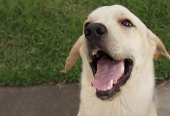 I cani sanno distinguere le persone gentili, parola di scienza