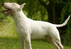 Cane mangia la droga del padrone e poi lo uccide davanti alle telecamere
