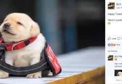 10 tenerissimi cuccioli al loro primo giorno… di lavoro!