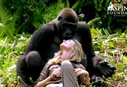 Il gorilla rivede la sua famiglia umana e la sua reazione fa commuovere tutti