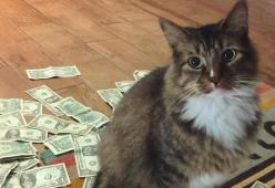 Gatto – Robin Hood: prende i soldi dei passanti per donarli ai poveri