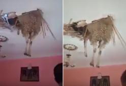 Video: il soffitto si sfonda e... Compare qualcosa di esilarante!