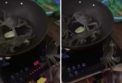Video: granchio scappa dalla pentola e... Spegne il fornello!