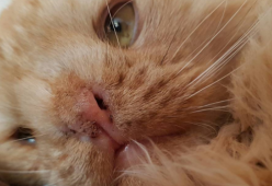 La rivincita di Romeo, il gatto troppo brutto per essere adottato