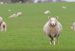 [Video] È in arrivo Baa Baa Land, il film di 8 ore che mostra solo pecore