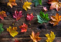 Perché in autunno le foglie cambiano colore?