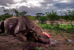 Wildlife Photographer of the year 2017: vince uno scatto che racconta il tragico rapporto tra uomo e natura