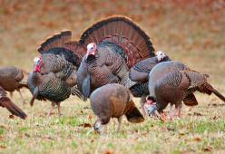 Urban Turkeys: la gang di tacchini che sta terrorizzando il Massachussets