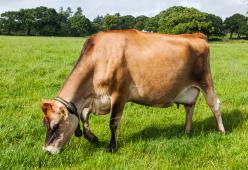 Francia: uomo di 42 anni sorpreso ad avere rapporti sessuali con una mucca!