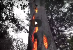 Spettacolo impressionante: ecco "l'Albero del Diavolo"!