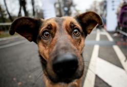 "C'è un lurido cane", e se ne vanno dal ristorante!